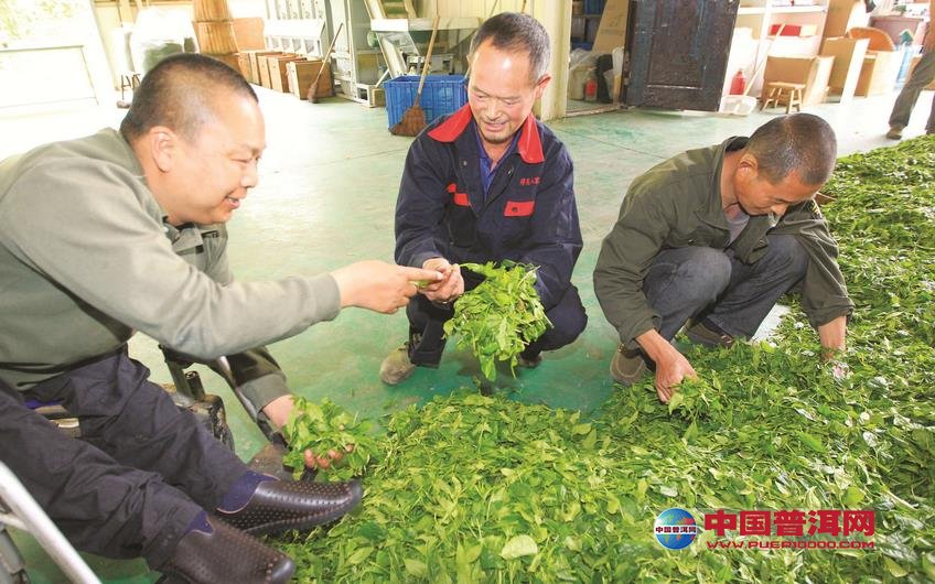 普洱茶