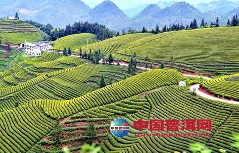 普洱茶