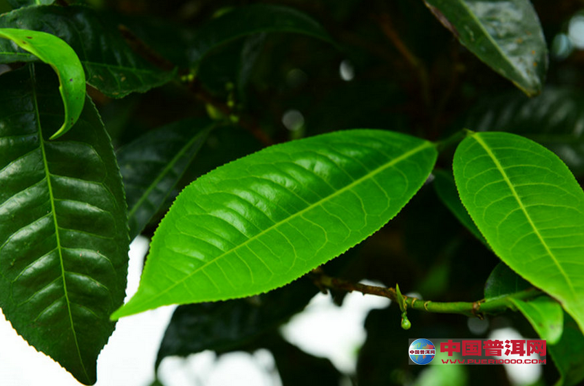 <u><a href='http://www.puer10000.com/puerzhishi/32854.html' target='_blank'>普洱<u><a href='http://www.puer10000.com/puerzhishi/100997.html' target='_blank'>茶</a></u></a></u>