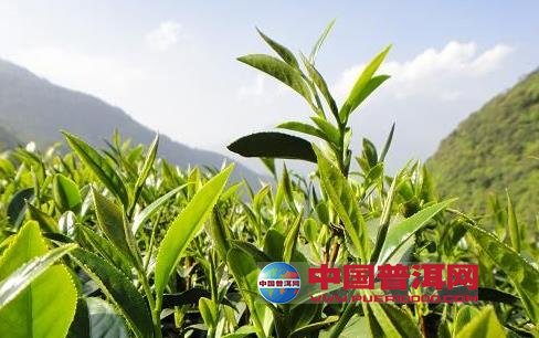 普洱茶