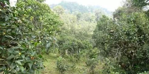普洱茶