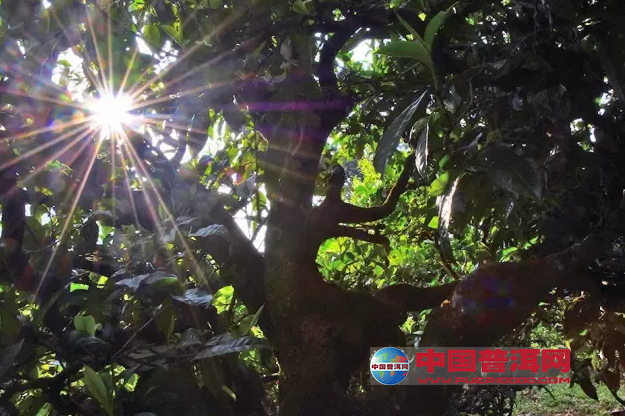 <u><a href='http://www.puer10000.com/puerzhishi/32854.html' target='_blank'>普洱<u><a href='http://www.puer10000.com/puerzhishi/100997.html' target='_blank'>茶</a></u></a></u>