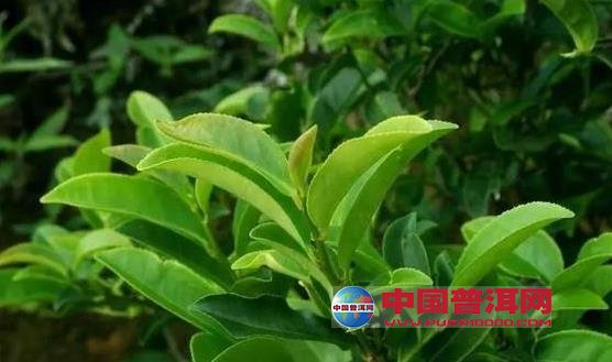 普洱茶