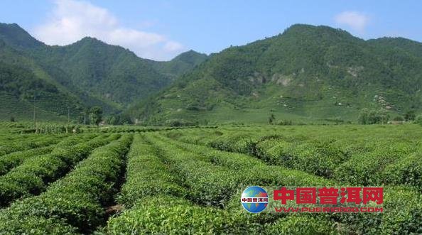 普洱茶