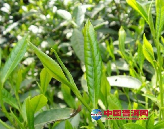 <u><a href='http://www.puer10000.com/puerzhishi/32854.html' target='_blank'>ն<u><a href='http://www.puer10000.com/puerzhishi/100997.html' target='_blank'></a></u></a></u>