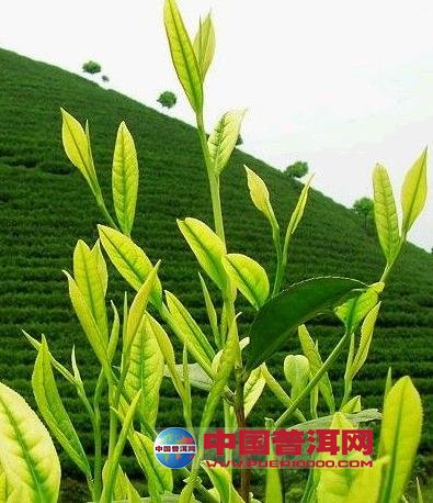 普洱茶