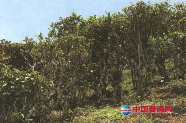 普洱茶