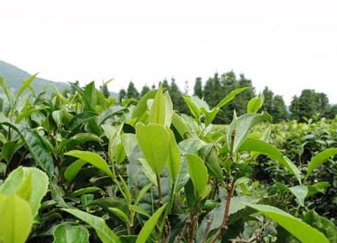 普洱茶