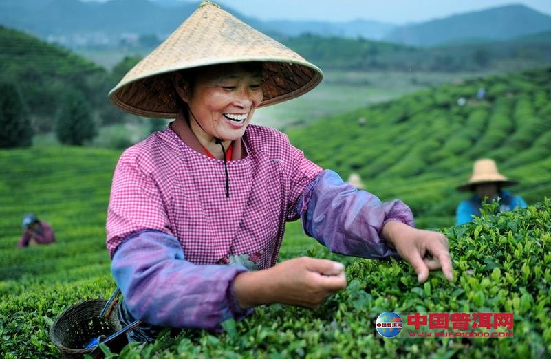 普洱茶