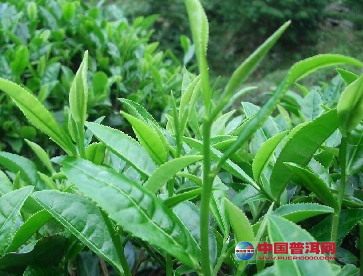 <u><a href='http://www.puer10000.com/puerzhishi/32854.html' target='_blank'>普洱<u><a href='http://www.puer10000.com/puerzhishi/100997.html' target='_blank'>茶</a></u></a></u>