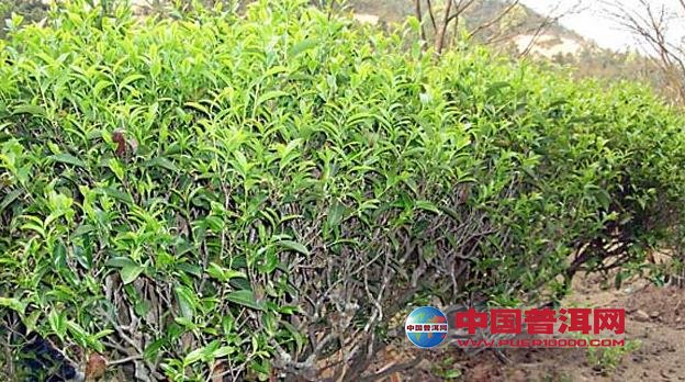 普洱茶