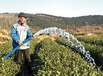 普洱茶