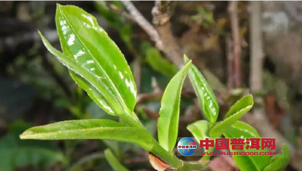 普洱茶