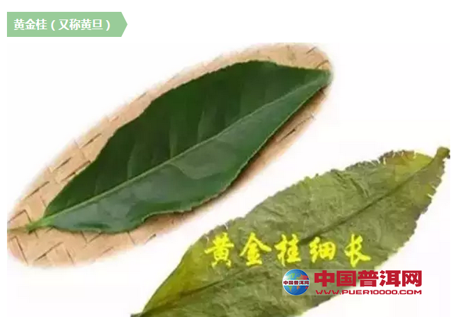 <u><a href='http://www.puer10000.com/puerzhishi/32854.html' target='_blank'>普洱茶</a></u>