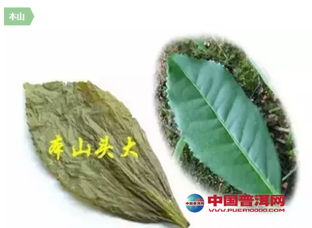 <u><a href='http://www.puer10000.com/puerzhishi/32854.html' target='_blank'>普洱茶</a></u>