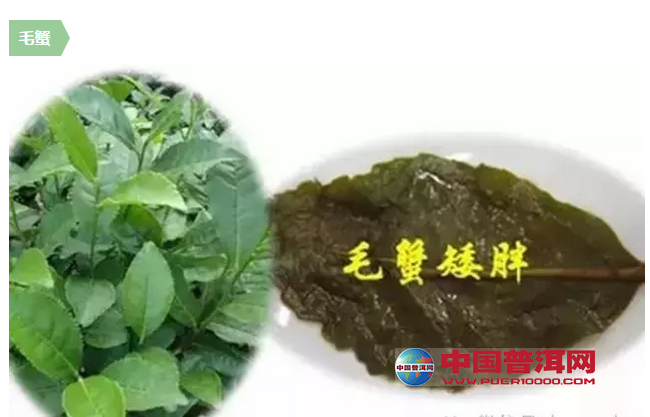 <u><a href='http://www.puer10000.com/puerzhishi/32854.html' target='_blank'>普洱茶</a></u>