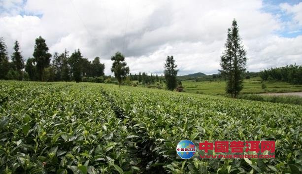 普洱茶