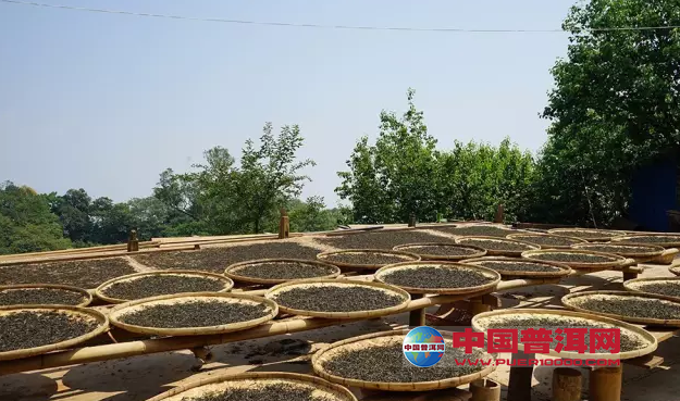 普洱茶