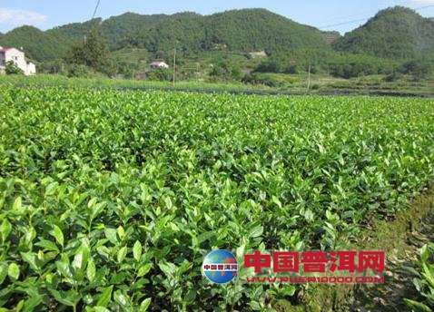普洱茶