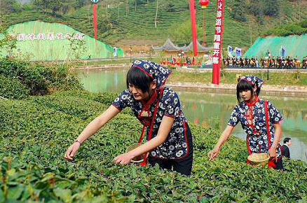 普洱茶