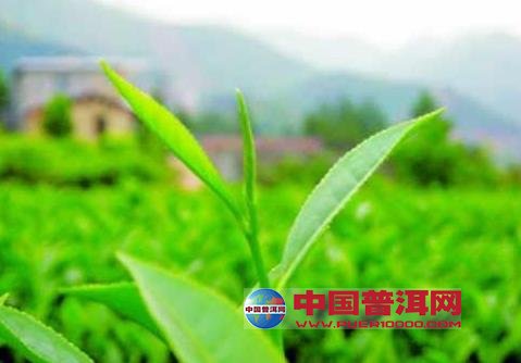 <u><a href='http://www.puer10000.com/puerzhishi/32854.html' target='_blank'>普洱<u><a href='http://www.puer10000.com/puerzhishi/100997.html' target='_blank'>茶</a></u></a></u>