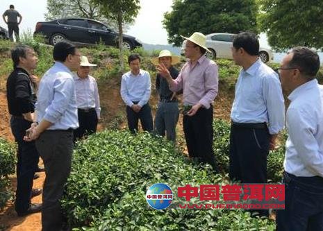 普洱茶
