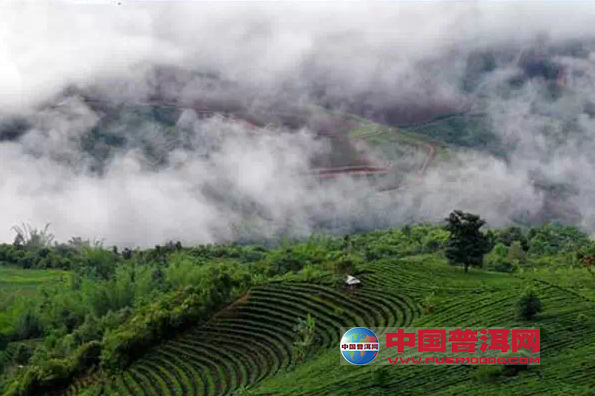 世界上,茶有几种?什么茶最贵?什么茶最好喝?_