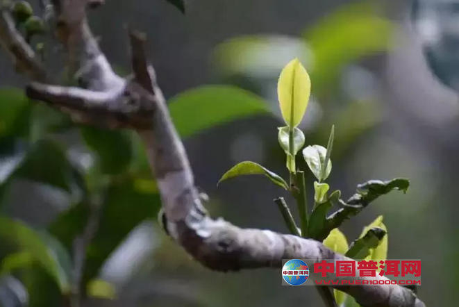 普洱茶