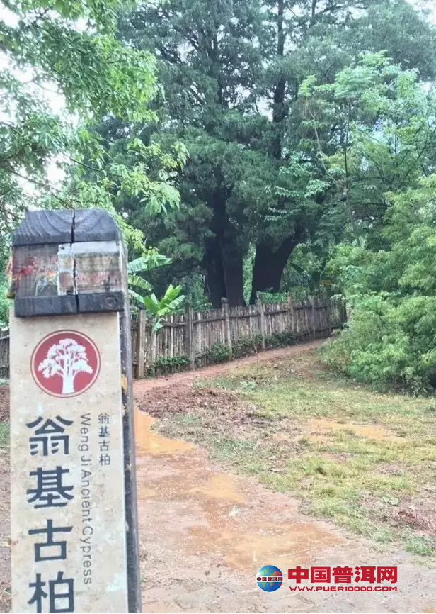 普洱茶