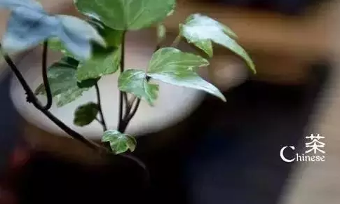 普洱茶