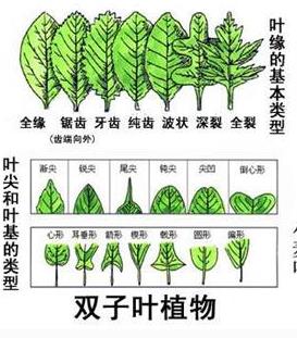 茶树叶片显微结构研究