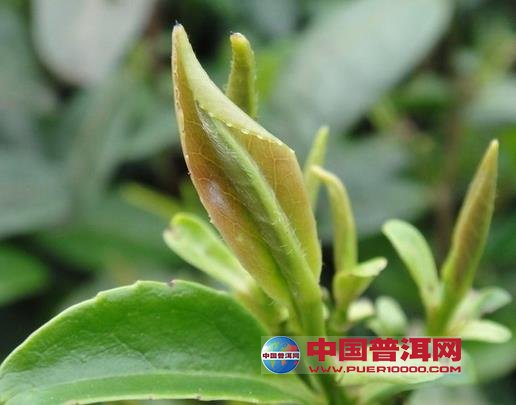 <u><a href='http://www.puer10000.com/puerzhishi/32854.html' target='_blank'>ն<u><a href='http://www.puer10000.com/puerzhishi/100997.html' target='_blank'></a></u></a></u>