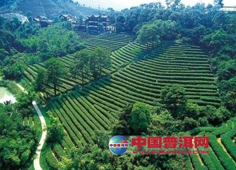 普洱茶