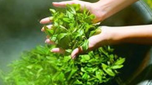 普洱茶