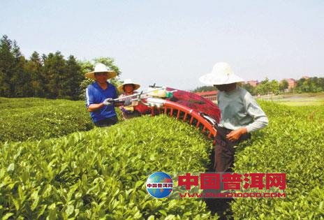 普洱茶