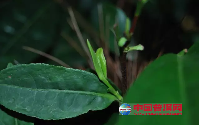 <u><a href='http://www.puer10000.com/puerzhishi/32854.html' target='_blank'>普洱<u><a href='http://www.puer10000.com/puerzhishi/100997.html' target='_blank'>茶</a></u></a></u>