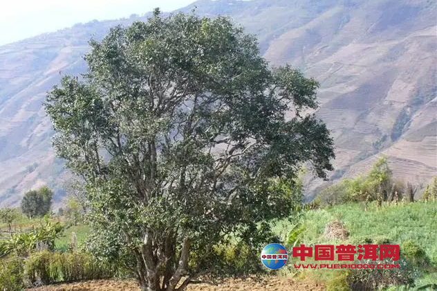 普洱茶