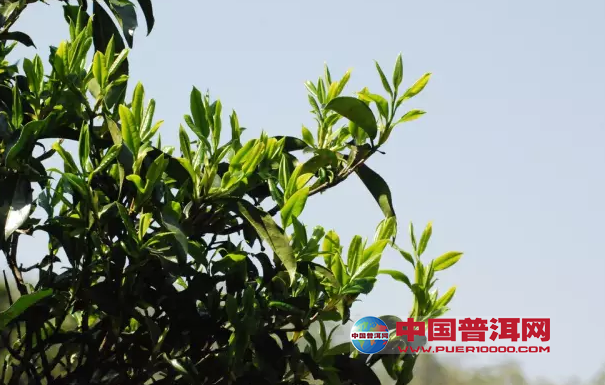 <u><a href='http://www.puer10000.com/puerzhishi/32854.html' target='_blank'>普洱<u><a href='http://www.puer10000.com/puerzhishi/100997.html' target='_blank'>茶</a></u></a></u>