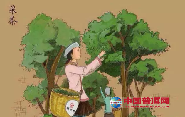 普洱茶