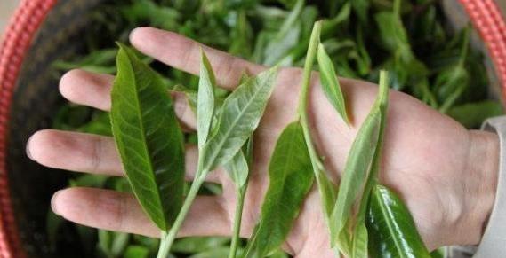 普洱茶