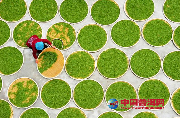 3,杀青 晒青毛茶的杀青方法分为两种,传统的做法是手工铁锅翻