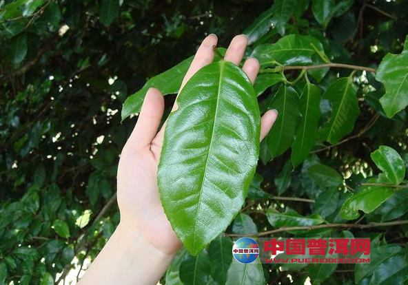 普洱茶
