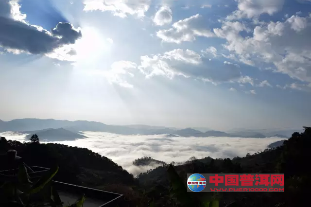 普洱茶