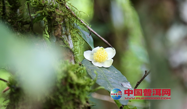 普洱茶