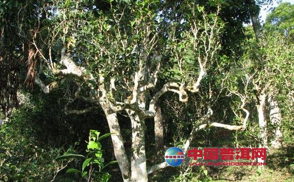 普洱茶