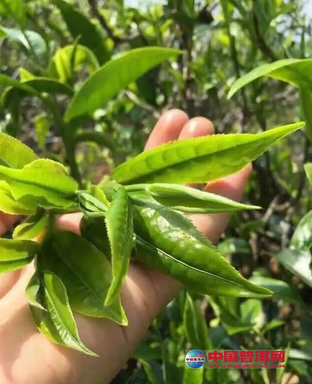 普洱茶