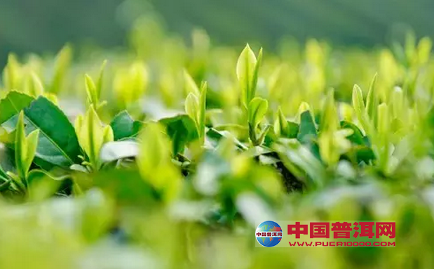 <u><a href='http://www.puer10000.com/puerzhishi/32854.html' target='_blank'>ն<u><a href='http://www.puer10000.com/puerzhishi/100997.html' target='_blank'></a></u></a></u>