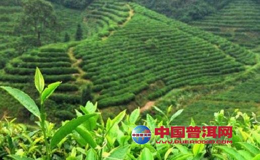 <u><a href='http://www.puer10000.com/puerzhishi/32854.html' target='_blank'>ն<u><a href='http://www.puer10000.com/puerzhishi/100997.html' target='_blank'></a></u></a></u>