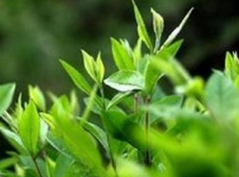 普洱茶
