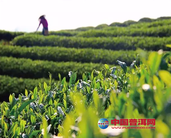 <u><a href='http://www.puer10000.com/puerzhishi/32854.html' target='_blank'>普洱<u><a href='http://www.puer10000.com/puerzhishi/100997.html' target='_blank'>茶</a></u></a></u>
